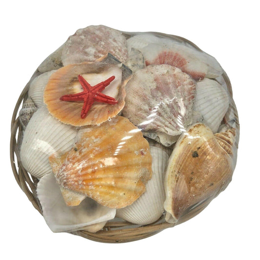 Coastal Decor by Nicole Basket of Seashells Crafts Decoration